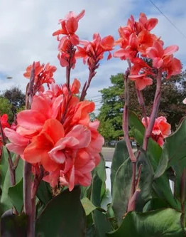 Canna Whithelm Pride 3 litre pot - Collect from Nursery