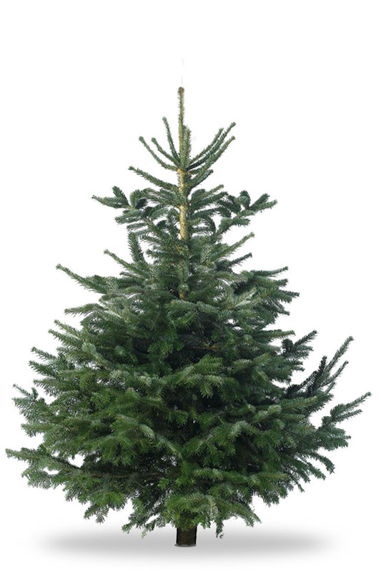 Christmas Tree Nordmann Fir 175+ (approx 6ft )