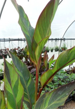Canna Thai Rainbow 3 litre pot - Collect from Nursery