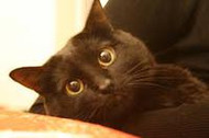 Awaken Your Cat's Inner Athlete!
