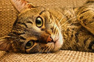 Top 4 Foods that are Surprisingly Bad for Your Cat 