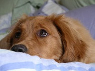 Massage Your Dog’s Ears -They’ll Love You for It!