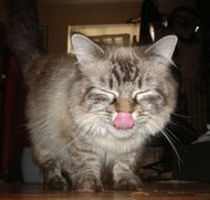 ​Does Your Pet’s Breath Smell Funky? Read This!