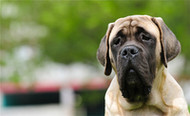 Top 4 Reasons to Feed Your Dog Fresh, Raw Food