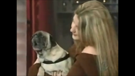 Ask Dr. Goodpet ~ Live Chat is Now Available!