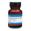 Amphotericin B, EP