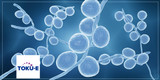 Popular antifungals for cell culture and susceptibility testing