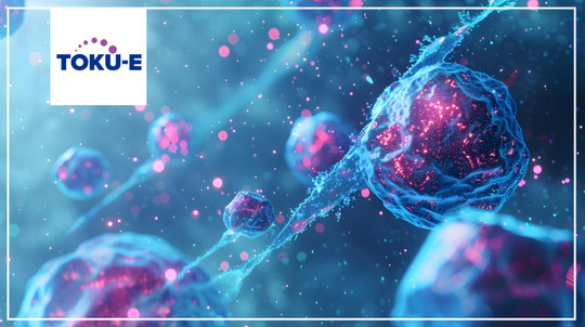 Bispecific antibodies offer enhanced binding power for immunotherapy studies