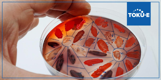 Antimicrobials and strategies for biofilm research
