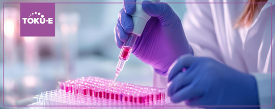 Affection for Transfection: Back in the cell culture lab