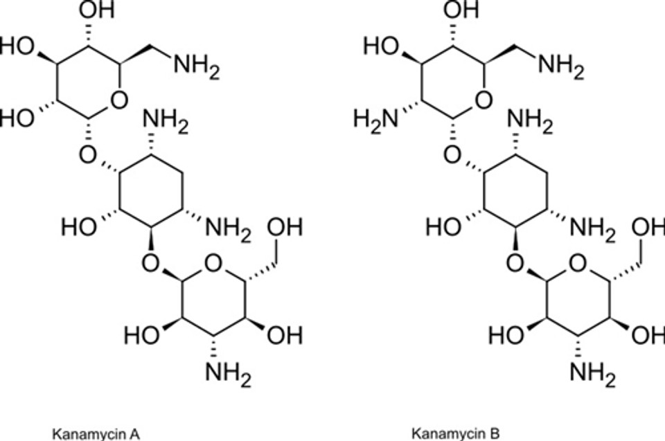 Kanamycin Sulfateselection antibioticTOKUE