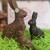 small, medium and large "Sitting Bunny" in milk and dark chocolate
