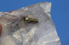 1993-2000 Polaris NOS Ranger Sportsman Scrambler Lock Bolt 7515166 QTY 2