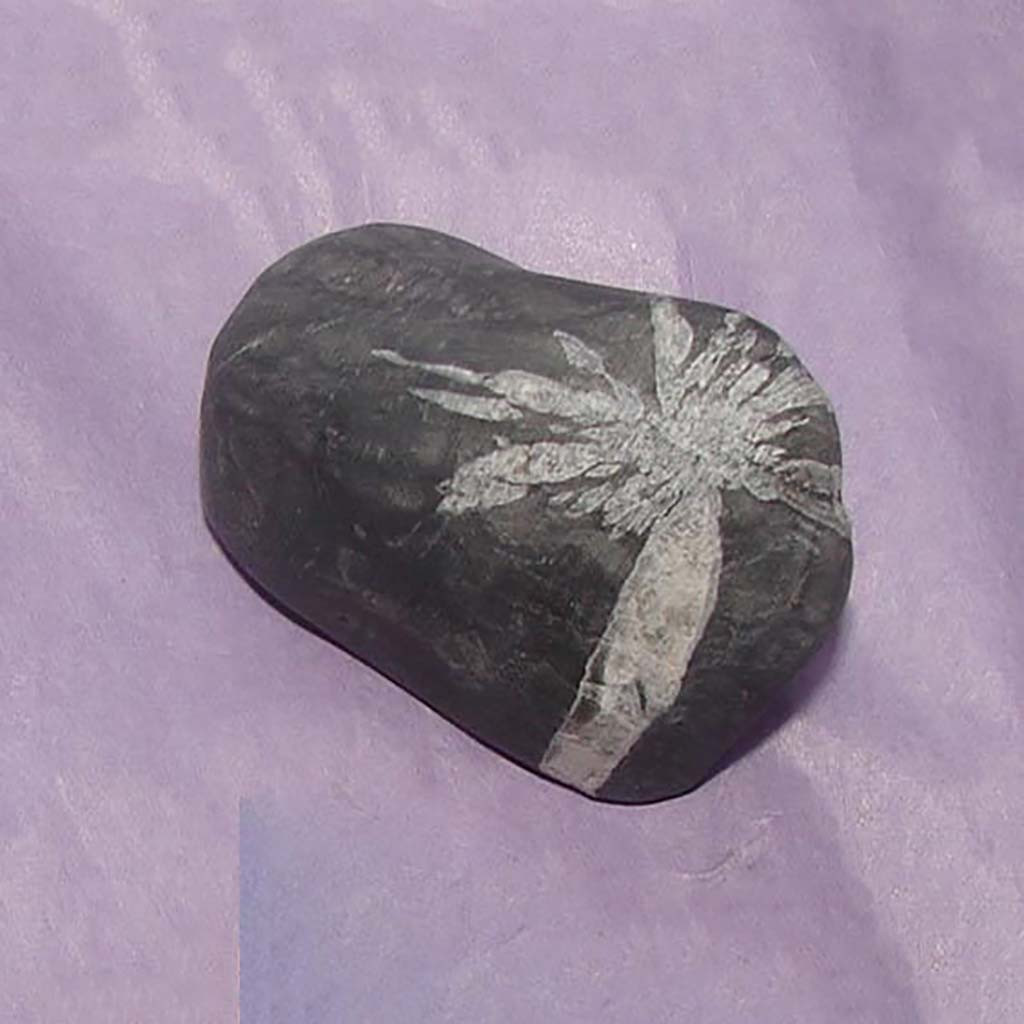 菊花石　chrysanthemum stone Chrysanthemum Stone For Sale | Paxton Gate