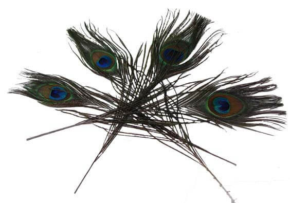 Shop for Peacock Feathers for Smudging