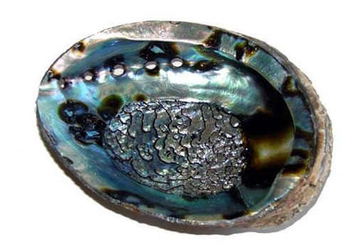 6 to 7 inch Natural Abalone Shell