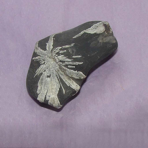 Chrysanthemum Stone Specimen