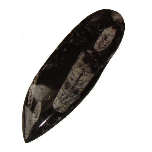 Polished Orthoceras Fossil Specimen