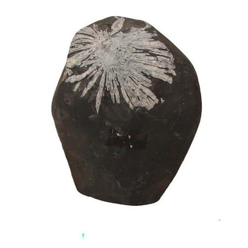 Chrysanthemum Stone Specimen