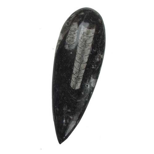Natural Orthoceras Fossil