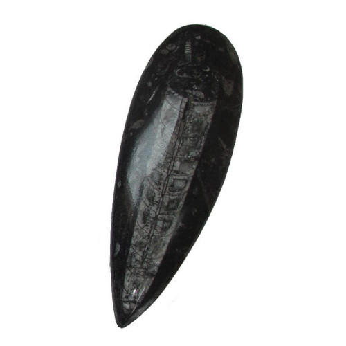 Polished Orthoceras Fossil Specimen