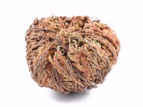 Rose of Jericho Resurrection Plant, size tiny