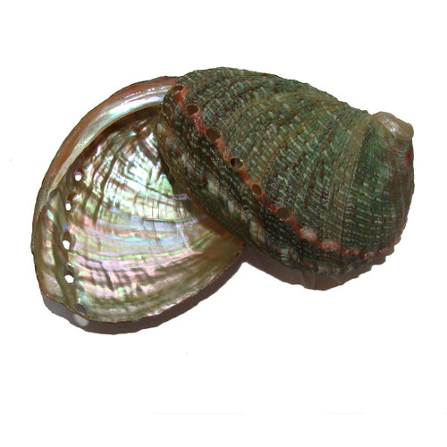 2-1/2 to 3 inch Small Red Abalone Shell