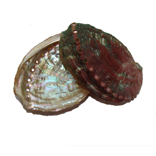 Red Abalone Shells, 2 to 2-1/2 inches