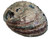 5 to 6 inch Natural Abalone Shell, image 4