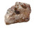 Raw Crazy Lace Agate Stone Specimen Raw Crazy Lace Agate Stone Specimen