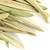 Whole Olive Leaf, image 2