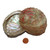 3-1/2 to 4 inch Abalone Shell, image 2