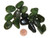 Medium Tumbled Jade Nephrite Stone, image 2