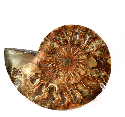 ammonite.436.jpg