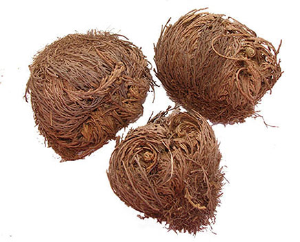 rose-of-jericho.436.jpg