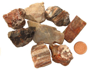 Details about / Petrified Wood 2/" 2-3 Oz Raw Healing Crystal Root Chakra Metaphysical Stone