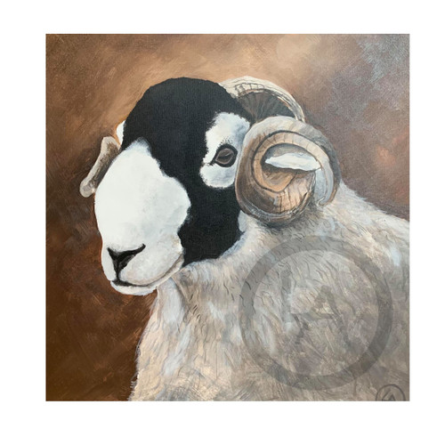 Swaledale Sheep Tup head
