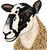 Original painting of a mule ewe by Linda Allan