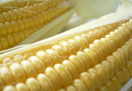 Eden Corn Festival 2019 Eden Corn Festival 2019