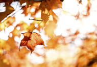 Here's Your Fall Coupon Code! Here's Your Fall Coupon Code!