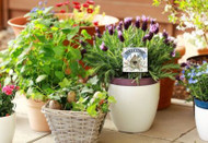 20% Off Plant Pokes Signs