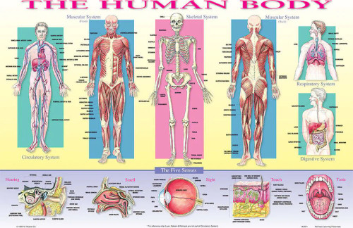 Human Body Educational Placemat made in the USA showing body systems, organs, and muscles – bright, laminated, write-on/wipe-off learning mat for kids. Human Body Educational Placemat made in the USA showing body systems, organs, and muscles – bright, laminated, write-on/wipe-off learning mat for kids.