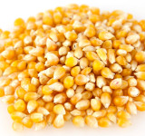 Medium Yellow Popcorn [Bulk]