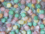 Assorted Fruit Starlights