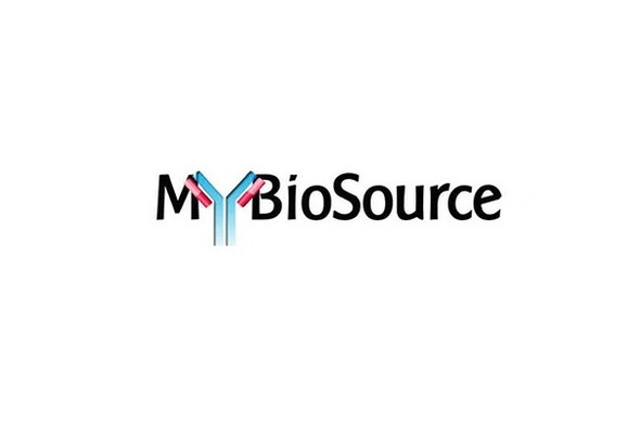 MBS1003976 | Recombinant Salmonella agona (Dimethylallyl) adenosine tRNA methylthiotransferase MiaB