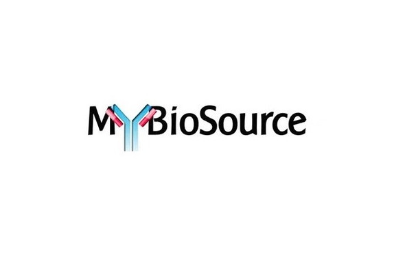 MBS4751498 | STING Rabbit pAb