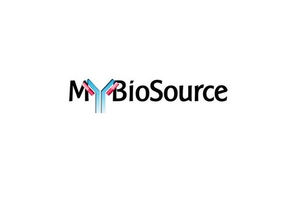 Rabbit v-myb myeloblastosis viral oncogene homolog (avian)-like 2 (MYBL2) ELISA Kit