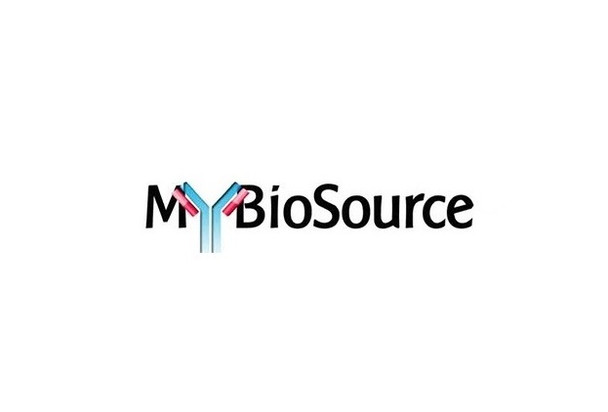 MBS8557332 | ROCK2 (C-Term) Rabbit pAb