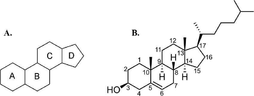 a-chemical-structure-of-the-basic-steroid-cyclopentaphenanthrene-skeleton-including.png