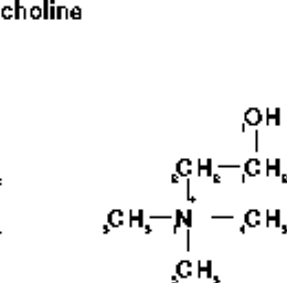 choline-fischer.gif